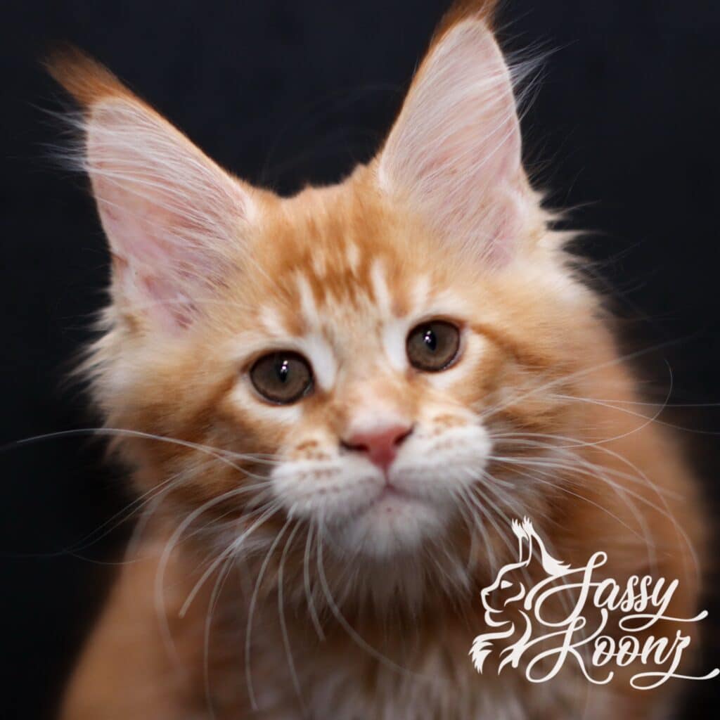 narcisista maine coon kitten 11 weeks old