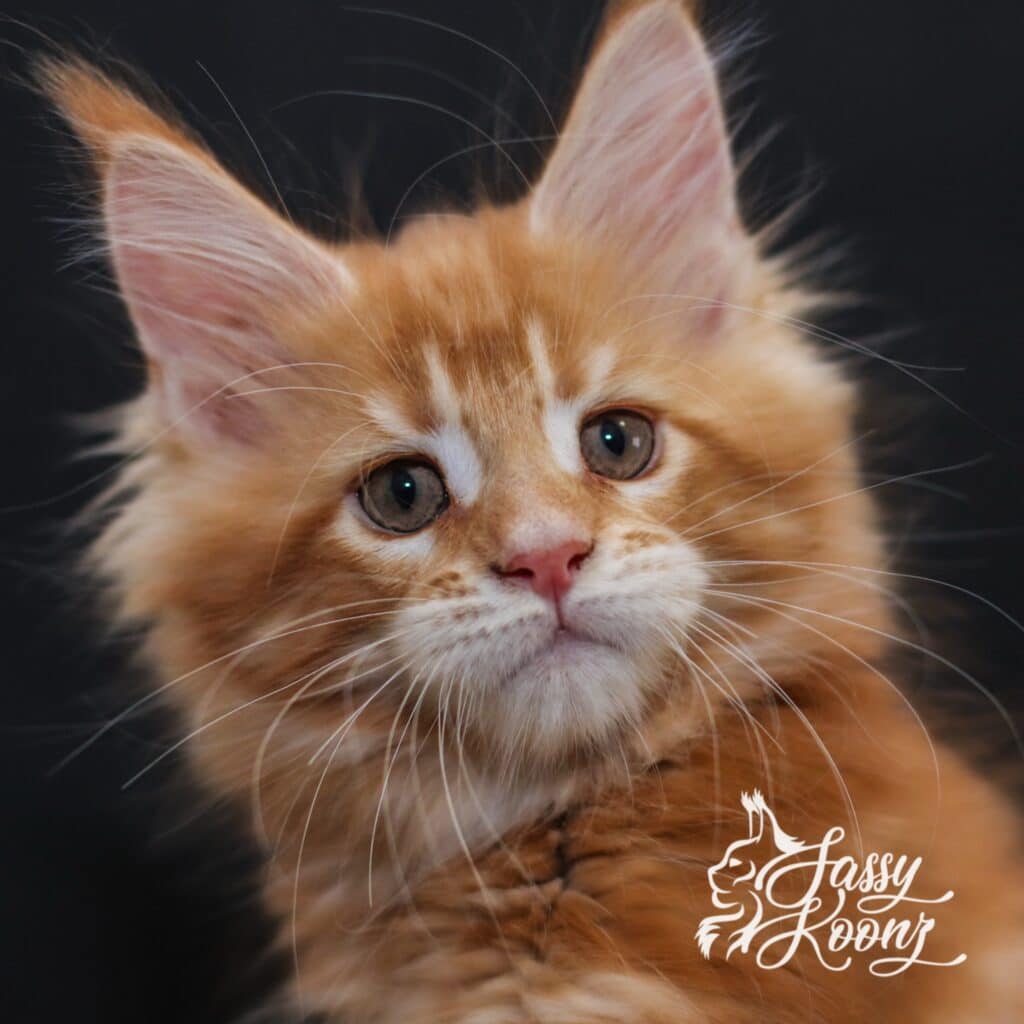 narcicista maine coon kitten sassy koonz baby