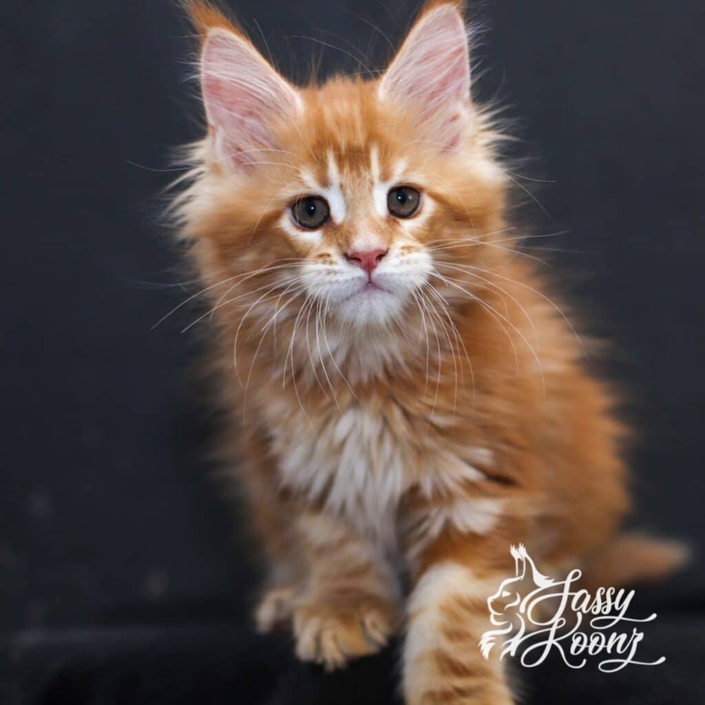 orange maine coon kitten from sassy koonz 9 weeks