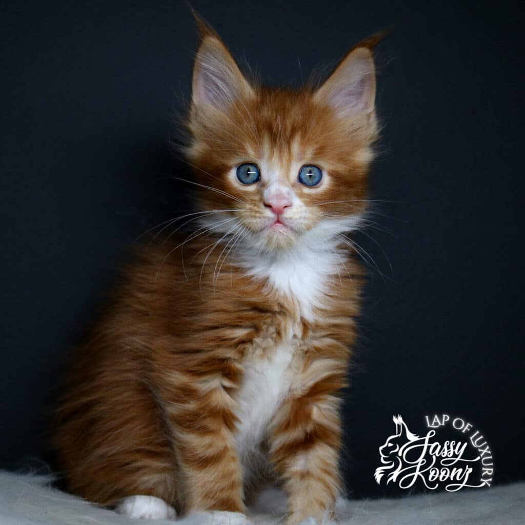 riot red male maine coon kitten at 5 weeks old