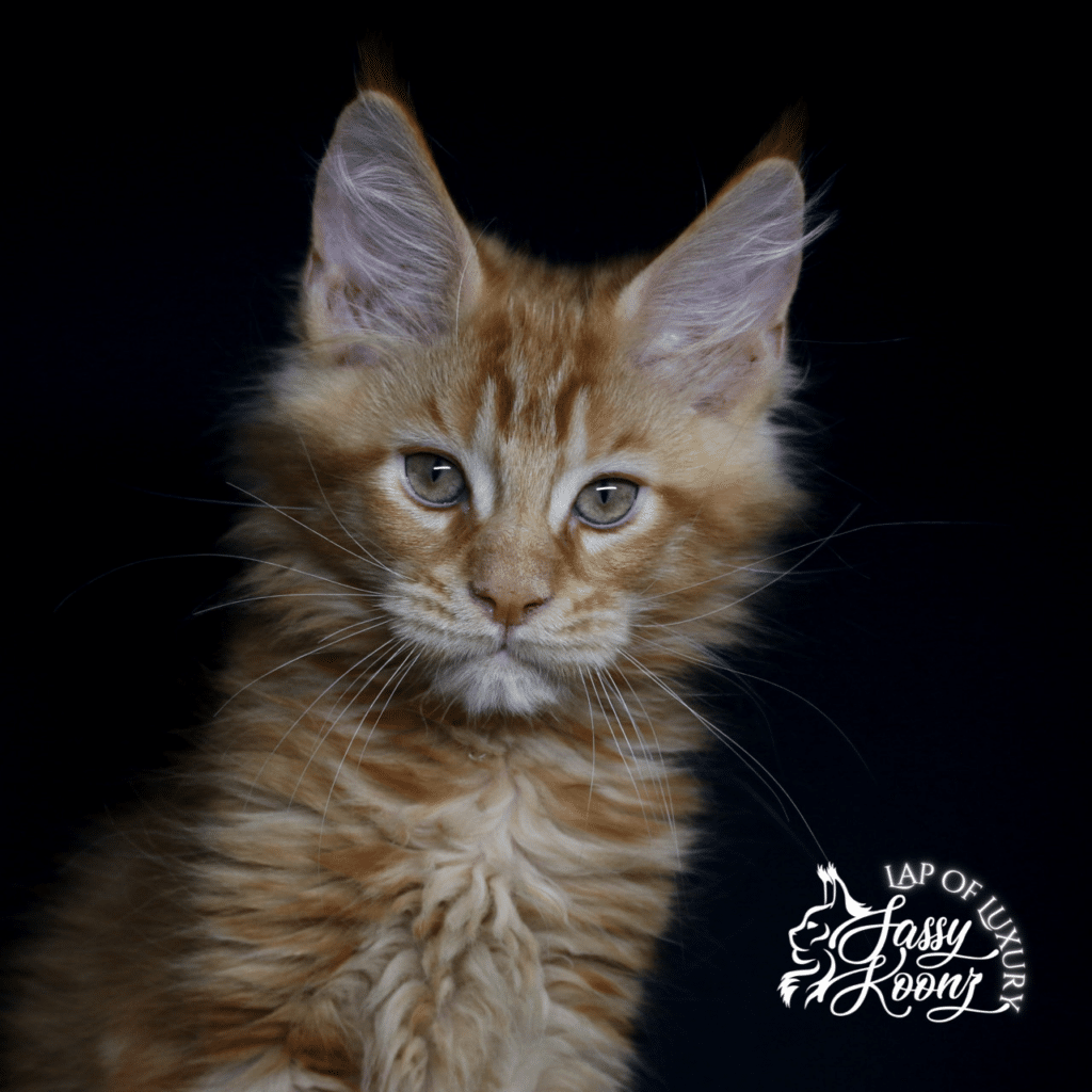 rose colored boy 11 weeks old red maine coon male