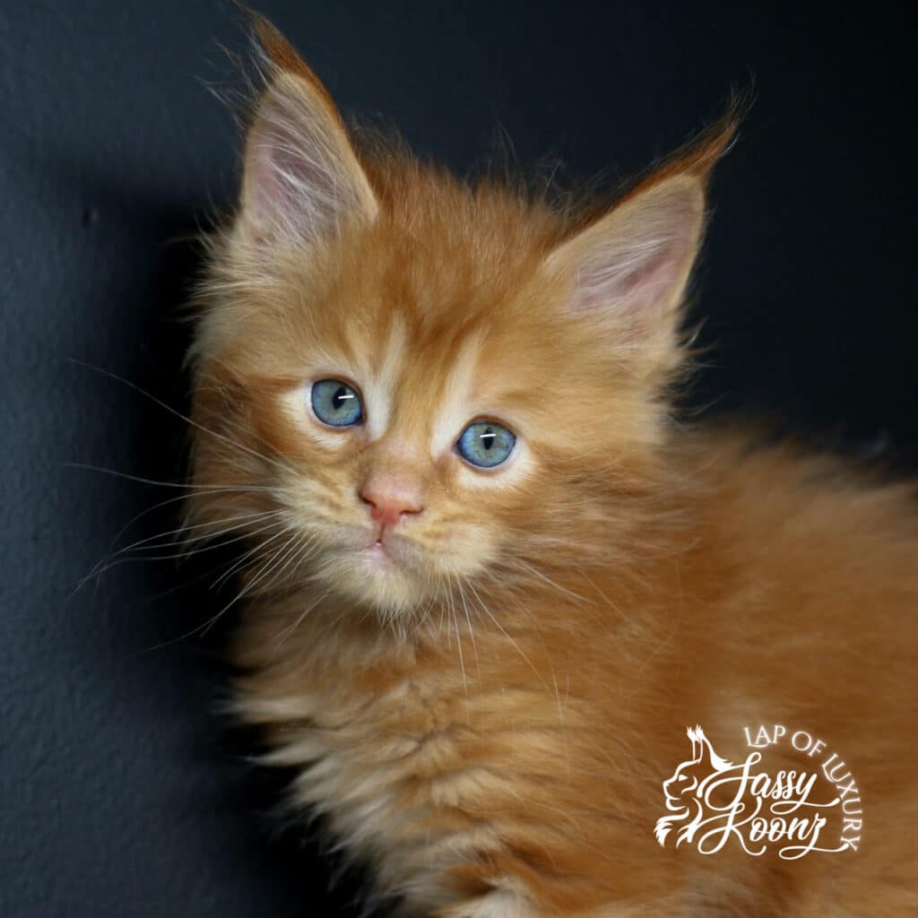 rose colored boy 5 week old red maine coon kitten headshot