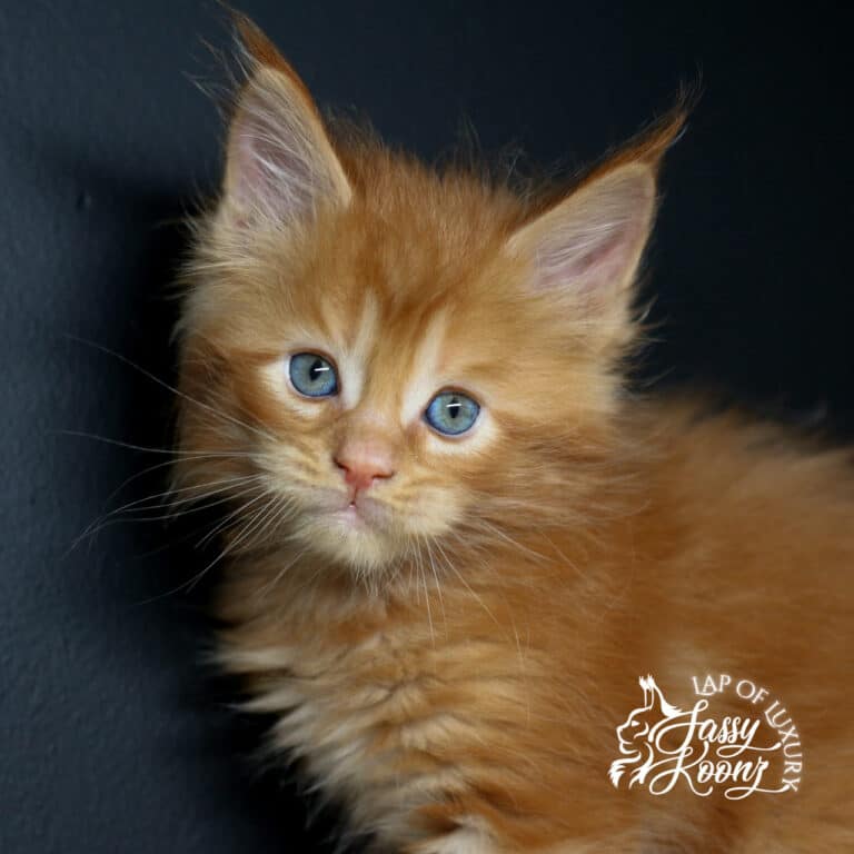 rose colored boy 5 week old red maine coon kitten headshot