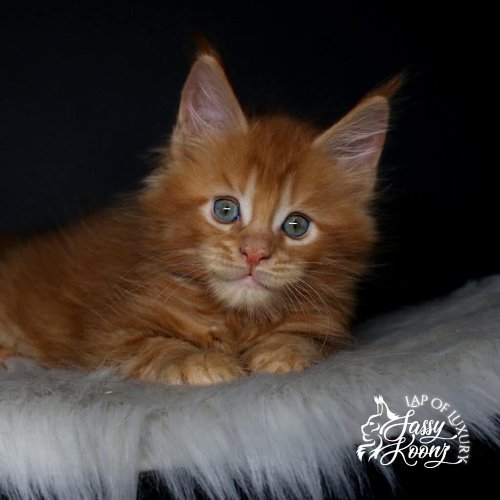 rose colored boy 7 week old red male maine coon kitten