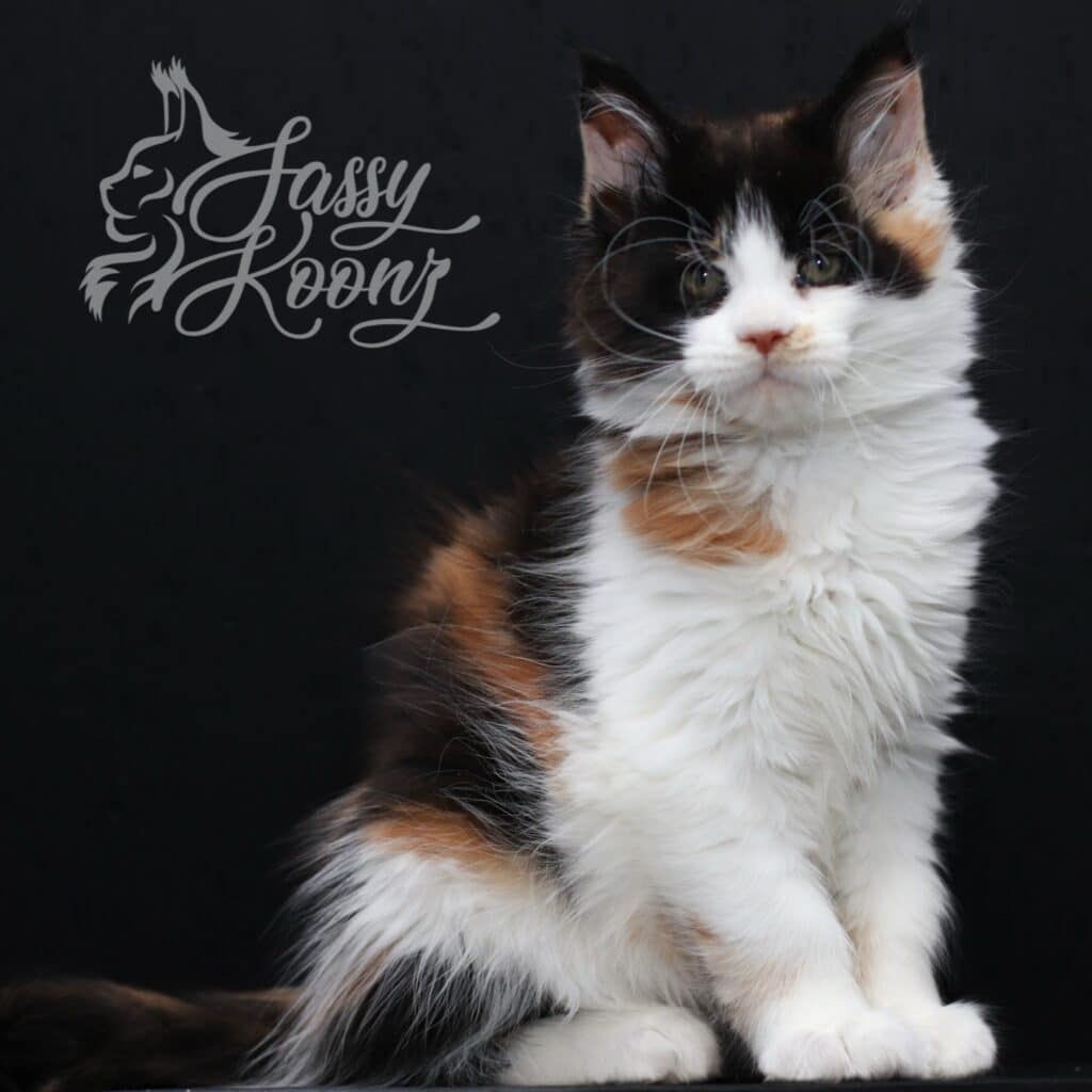 Calico Maine coon kitten black background says Kona logo