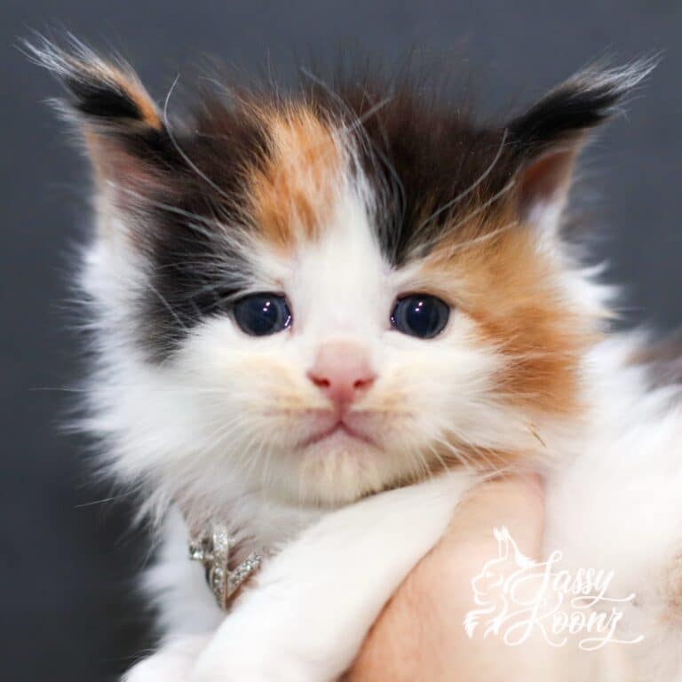 Sassy Koonz calico Maine coon kitten 5 weeks old