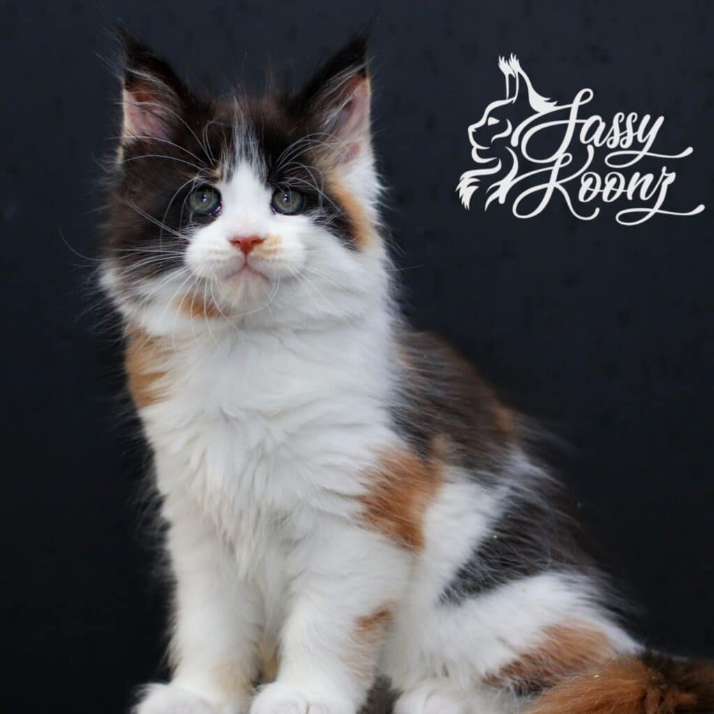 Amazing Maine coon kitten 9 weeks old photo taken Aug 22, 2026