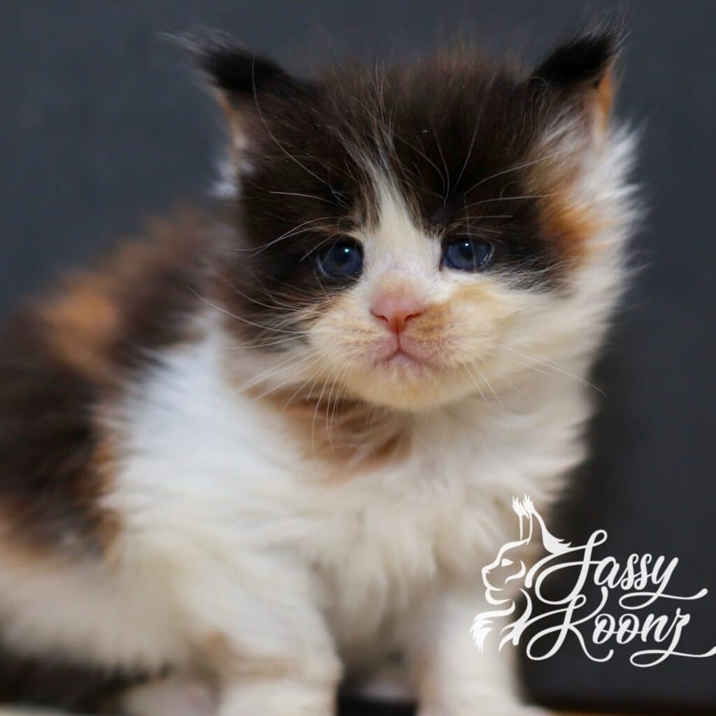 Maine coon calico 5 weeks old