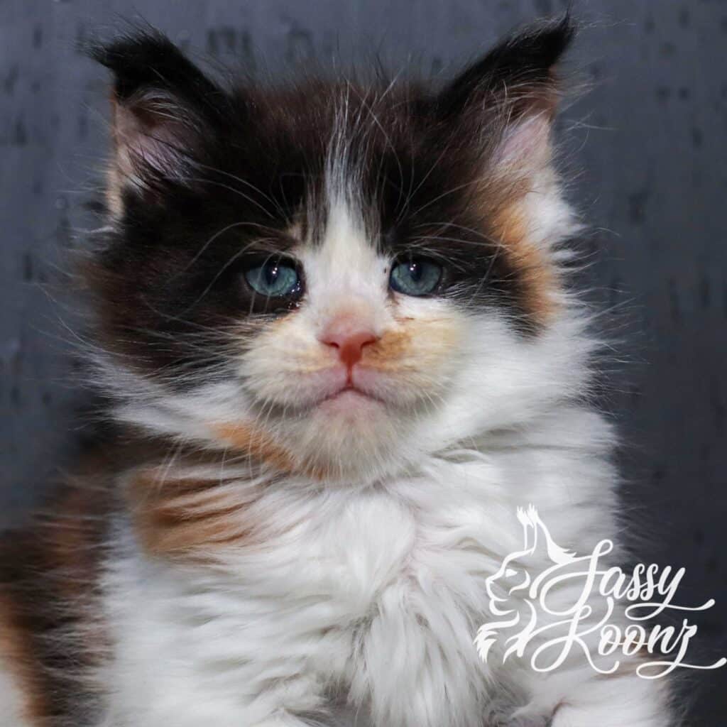 Maine coon kitten for sale calico girl for sale at sassy Koonz