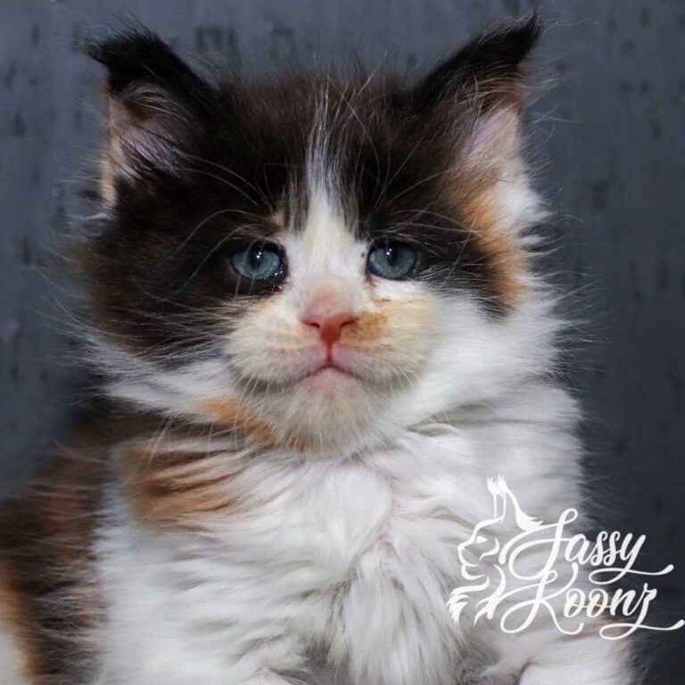 Maine coon kitten for sale calico girl for sale at sassy Koonz