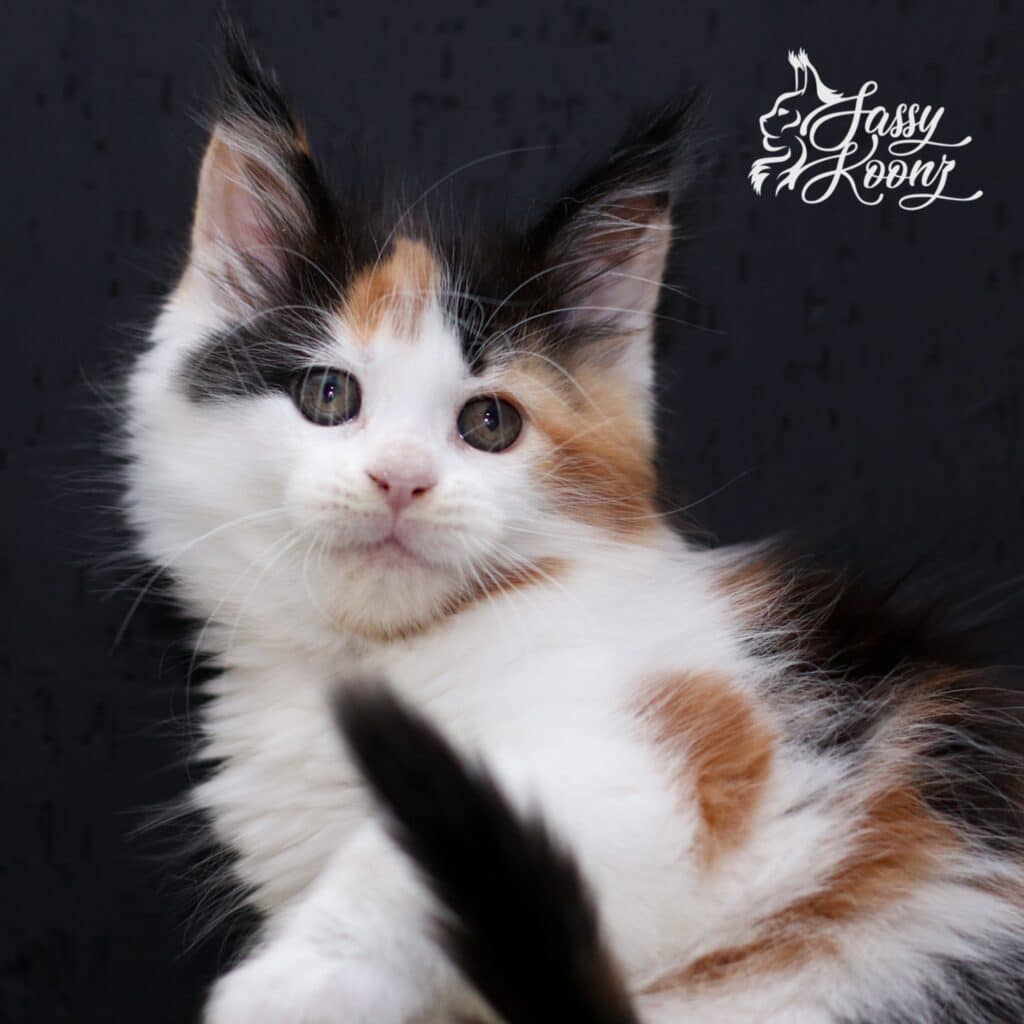 Stunning Maine coon kitten girl will stay at sassy Koonz for breeding work