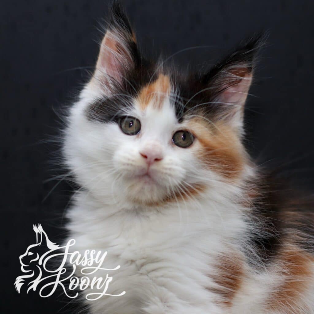 Cute sassy Koonz kitten staying in the cattery Maine coon