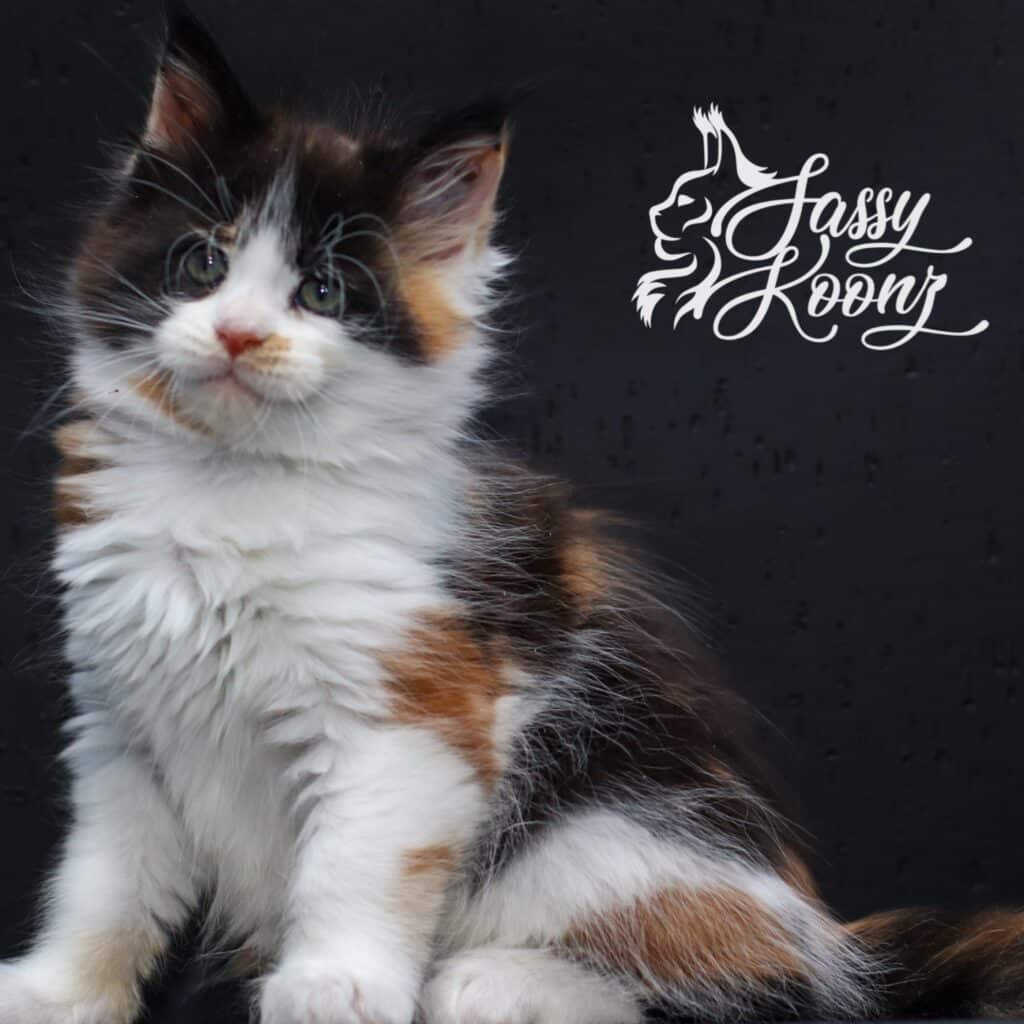 Calico Maine coon kitten sitting sideways black background