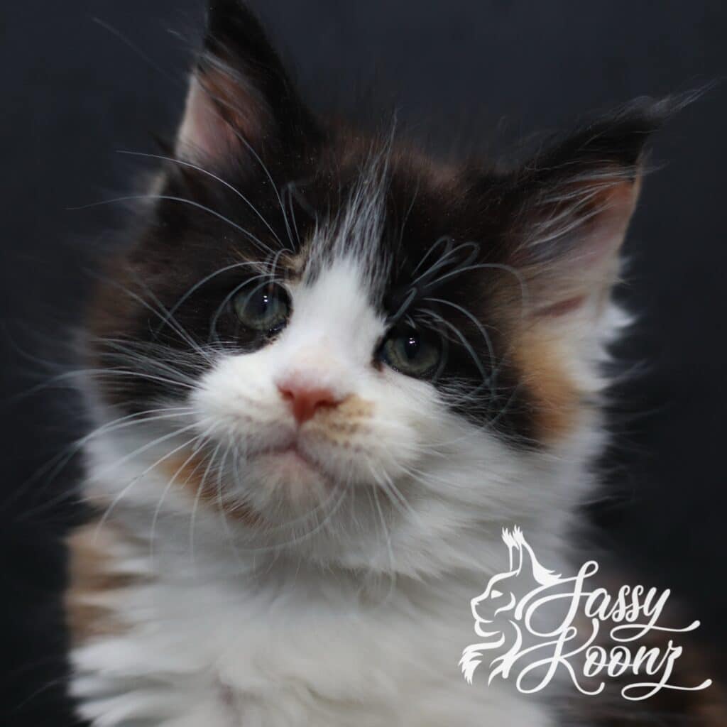 Dream on Maine coon kitten from sassy Koonz 9 weeks old