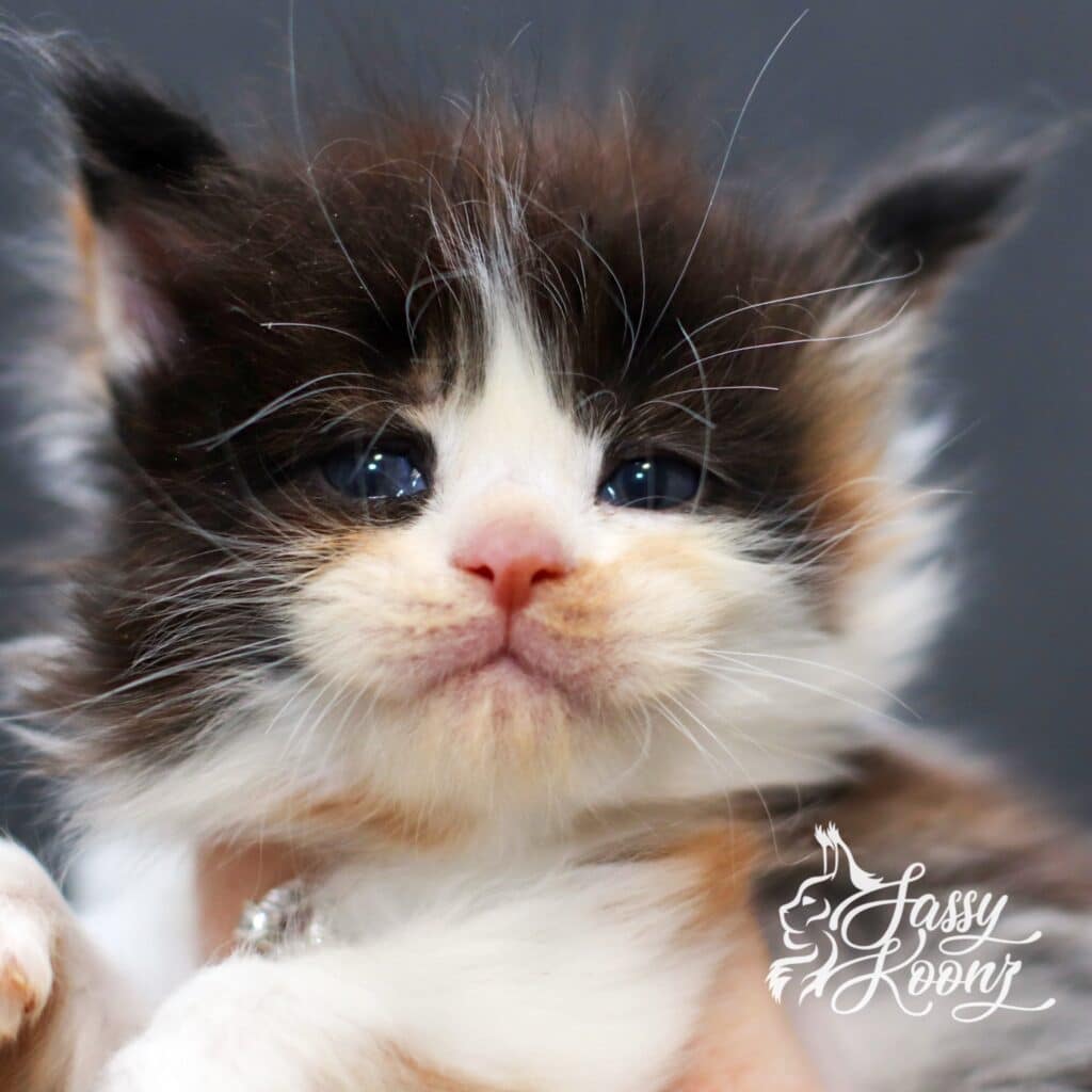 Maine coon kitten for sale calico from sassy Koonz dream on 5 weeks old