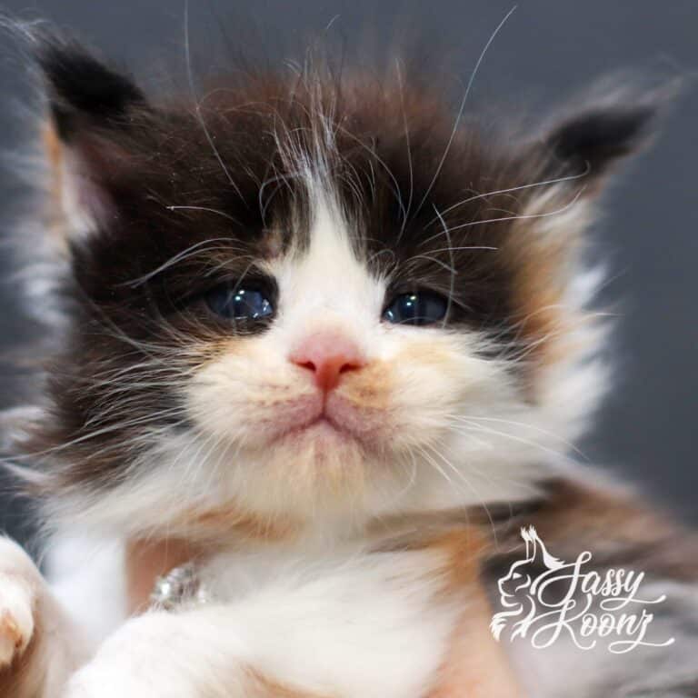 Maine coon kitten for sale calico from sassy Koonz dream on 5 weeks old
