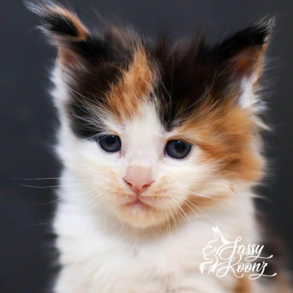 Close-up of a calico kitten's face with blue eyes and fluffy orange, black, and white fur.