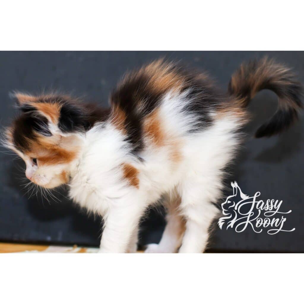 calico maine coon kitten at sass koonz sweet emotion 7 week sold