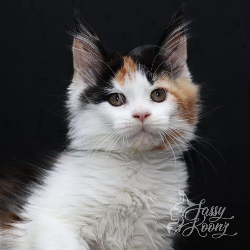Calico Maine coin kitten from sassy Kokomo 11 weeks old