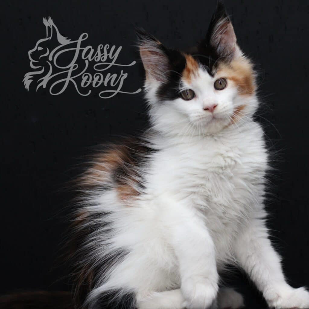 Maine coon kitten with three colors born at sassy Kona