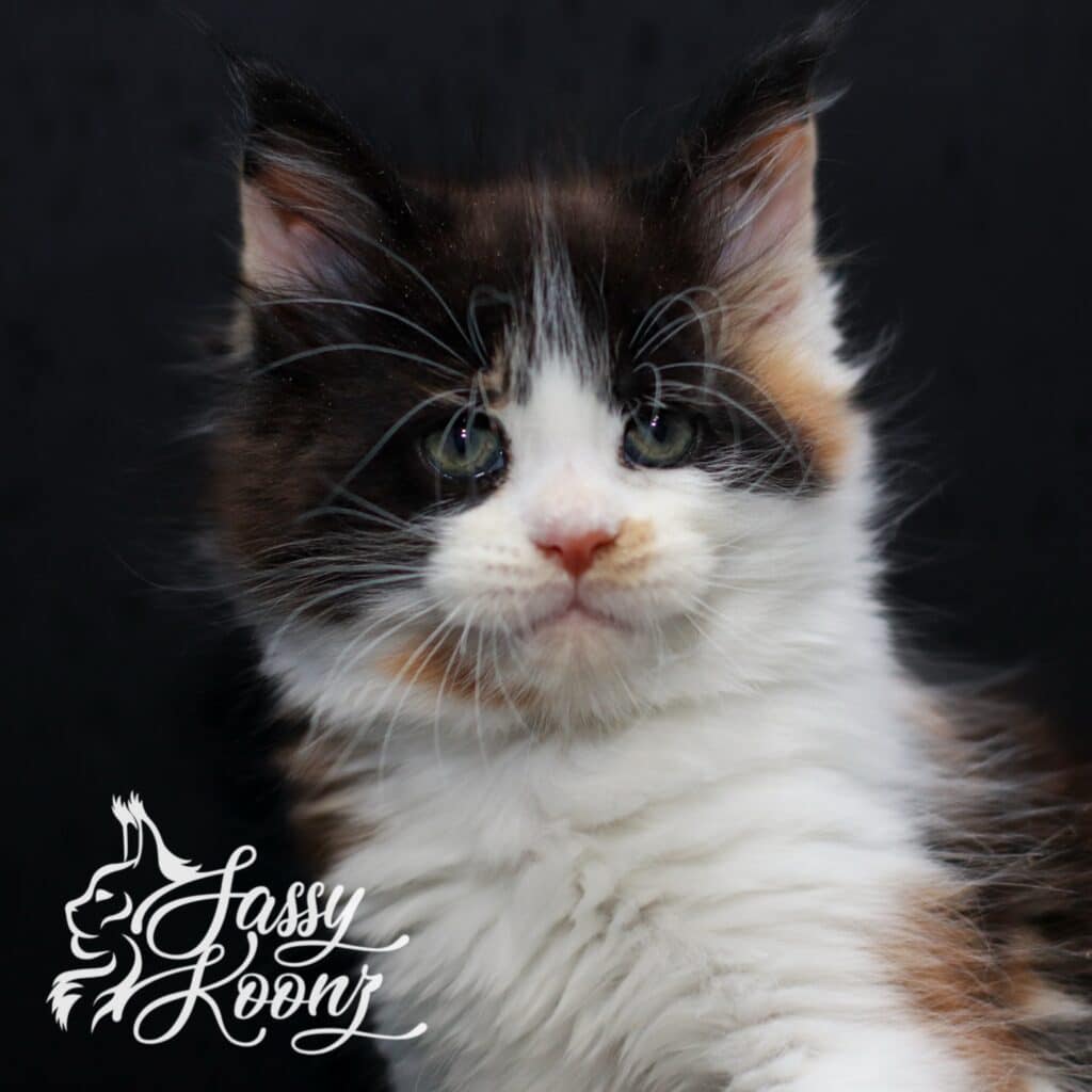 Calico Maine coon kitten from sassy Koonz available for sale