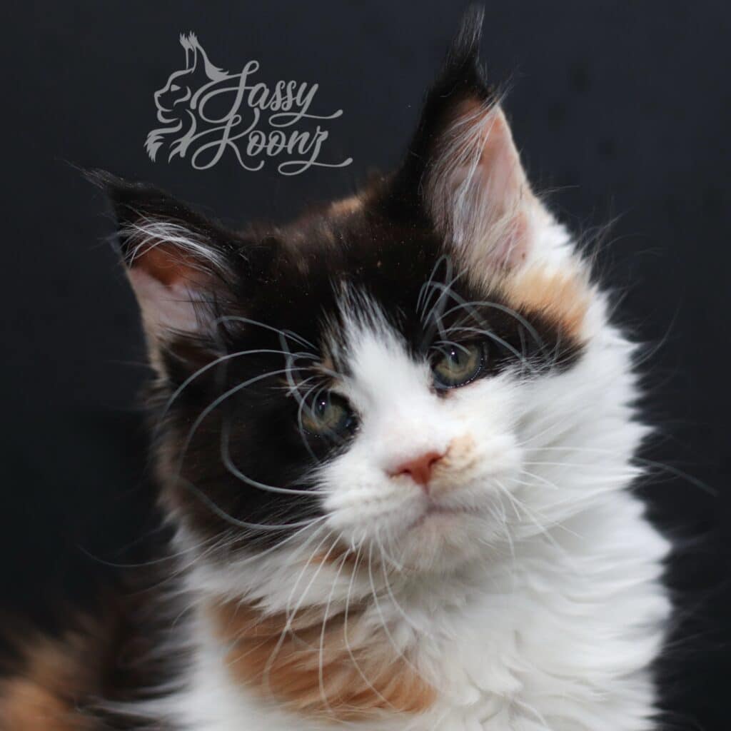 Maine coon girl with black. Ask from sassy koonz