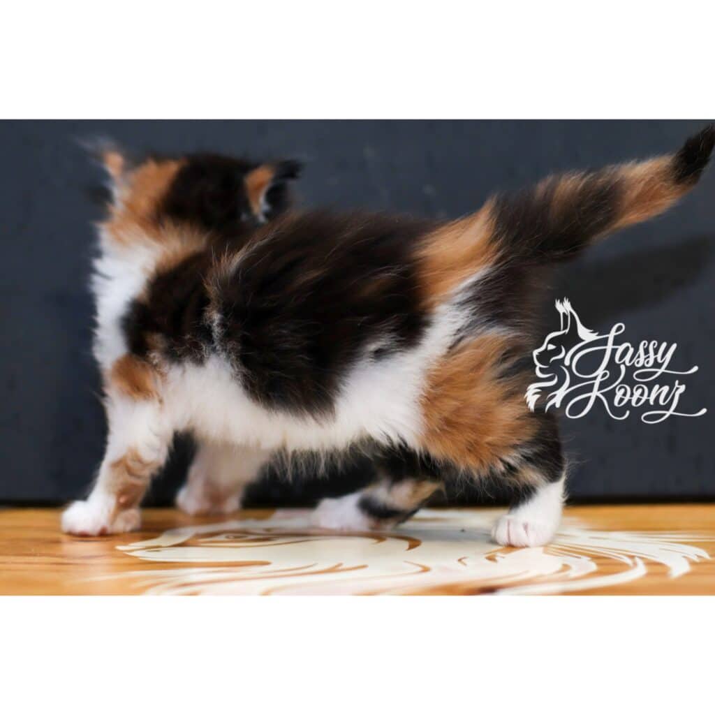 Calico Maine coon kitten for sale by sassy Koonz 2026