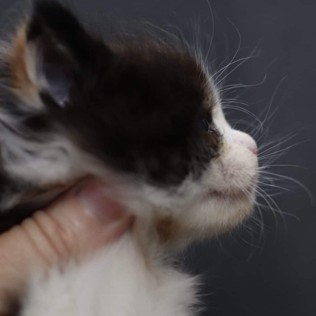 Close-up of a cat's profile showing whiskers and a pink nose, with a hand gently touching its chin nearby.