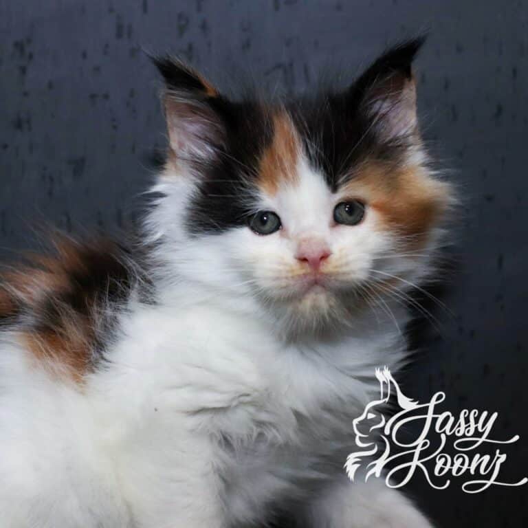Close-up of a calico kitten's face with blue-green eyes and white fur against a dark background.