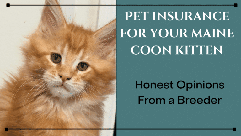 pet insurance for your maine coon blog post cover photo