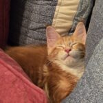 20260821_112833jpg ⋆ Sassy Koonz Maine Coon Cattery Orange tabby kitten sleeping, nestled between a pink blanket and a blue patterned quilt.
