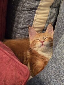 20260821_112833jpg ⋆ Sassy Koonz Maine Coon Cattery Orange tabby kitten sleeping, nestled between a pink blanket and a blue patterned quilt.