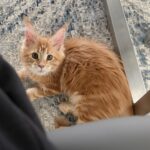 IMG_2808jpeg ⋆ Sassy Koonz Maine Coon Cattery Orange tabby kitten gazing up at the camera on a patterned rug, with a metal chair leg nearby.