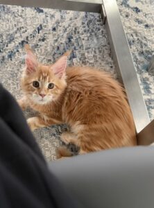 IMG_2808jpeg ⋆ Sassy Koonz Maine Coon Cattery Orange tabby kitten gazing up at the camera on a patterned rug, with a metal chair leg nearby.