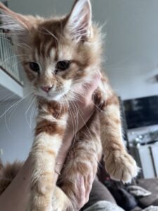 IMG_5736jpeg ⋆ Sassy Koonz Maine Coon Cattery Close-up of a small orange tabby kitten being held by a person's hand indoors, looking downward toward the camera edge.