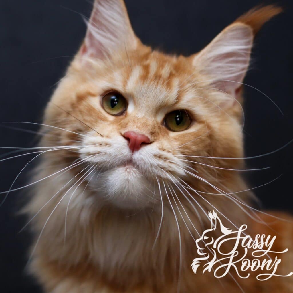 Close-up of an orange Maine Coon tabby kitten with green eyes and long white whiskers against a dark background.