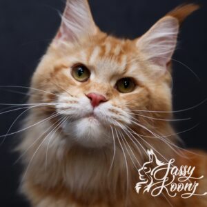 Jekyll