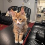 RIOTjpg ⋆ Sassy Koonz Maine Coon Cattery Orange tabby kitten standing on a black coffee table in a living room, looking at the camera with large ears.