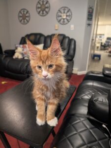RIOTjpg ⋆ Sassy Koonz Maine Coon Cattery Orange tabby kitten standing on a black coffee table in a living room, looking at the camera with large ears.