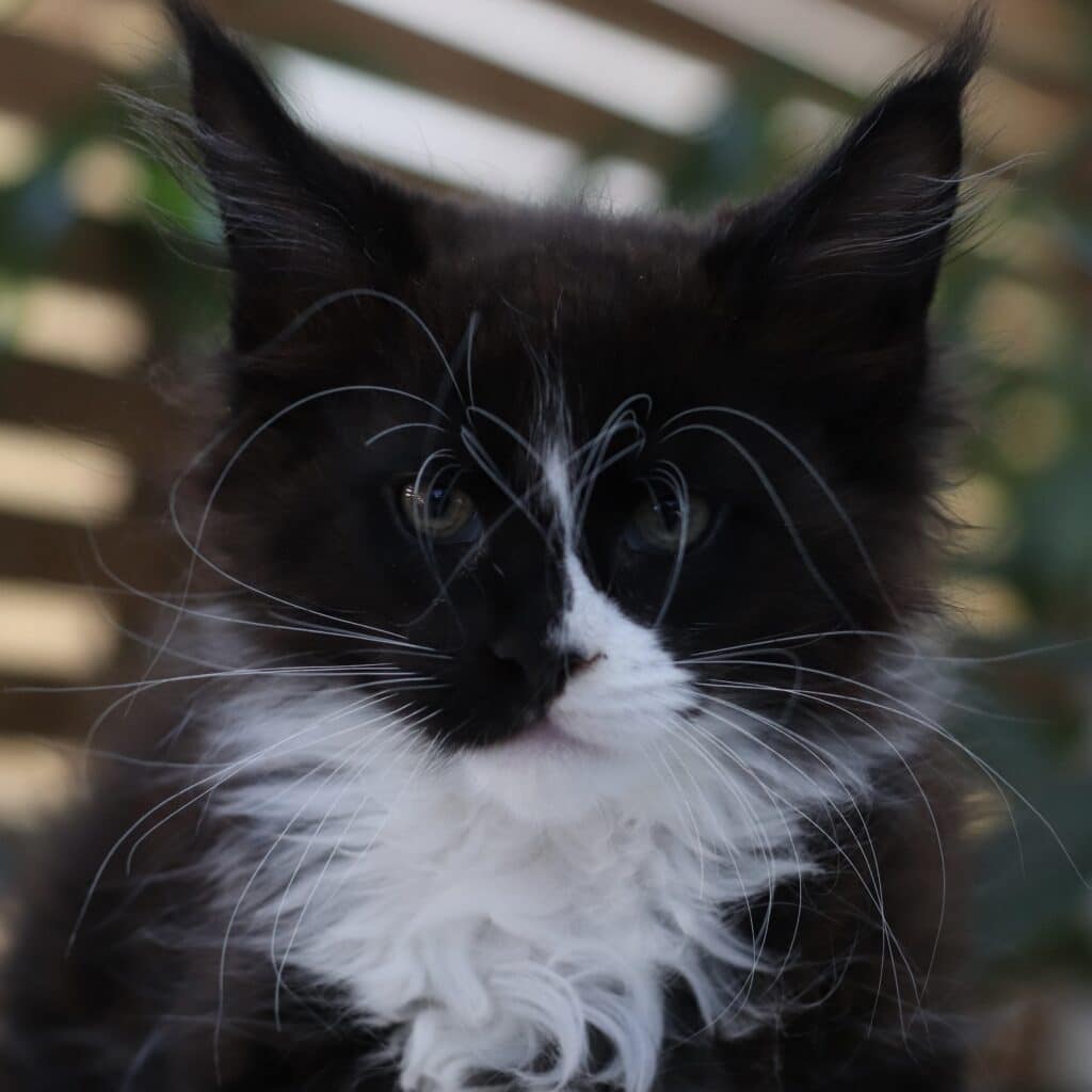 black and white maine con kitten 9 weeks phantom