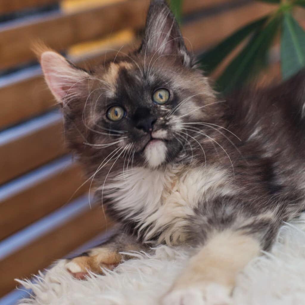 black smoke tortie at sassy koonz oonchild