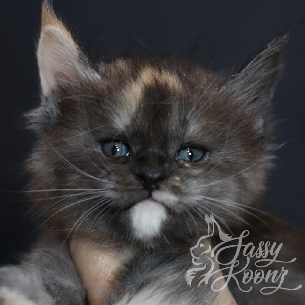 black smoke tortie maine coon kitten 5 week sold named Moonchild