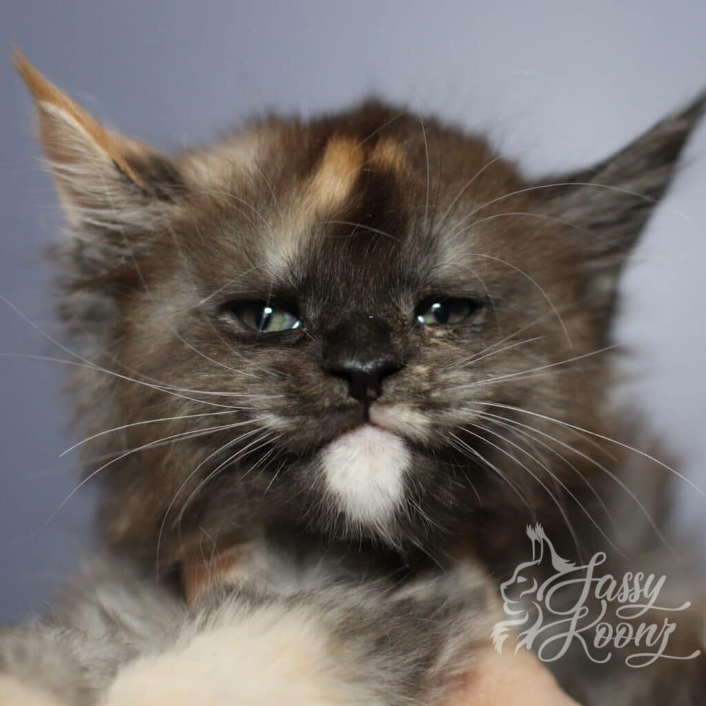 Close up of Maine Coon Kittens face