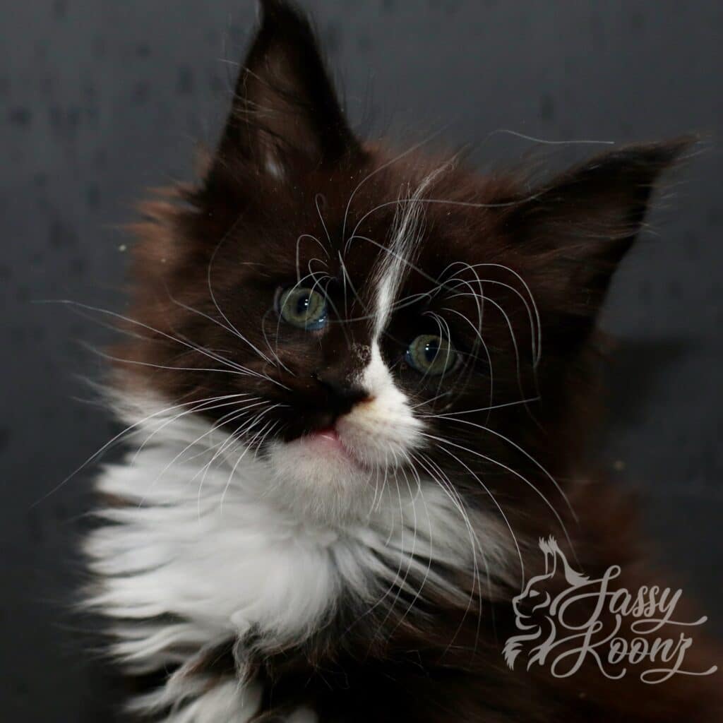 Vlose up of Maine Coon kitten named Phantom