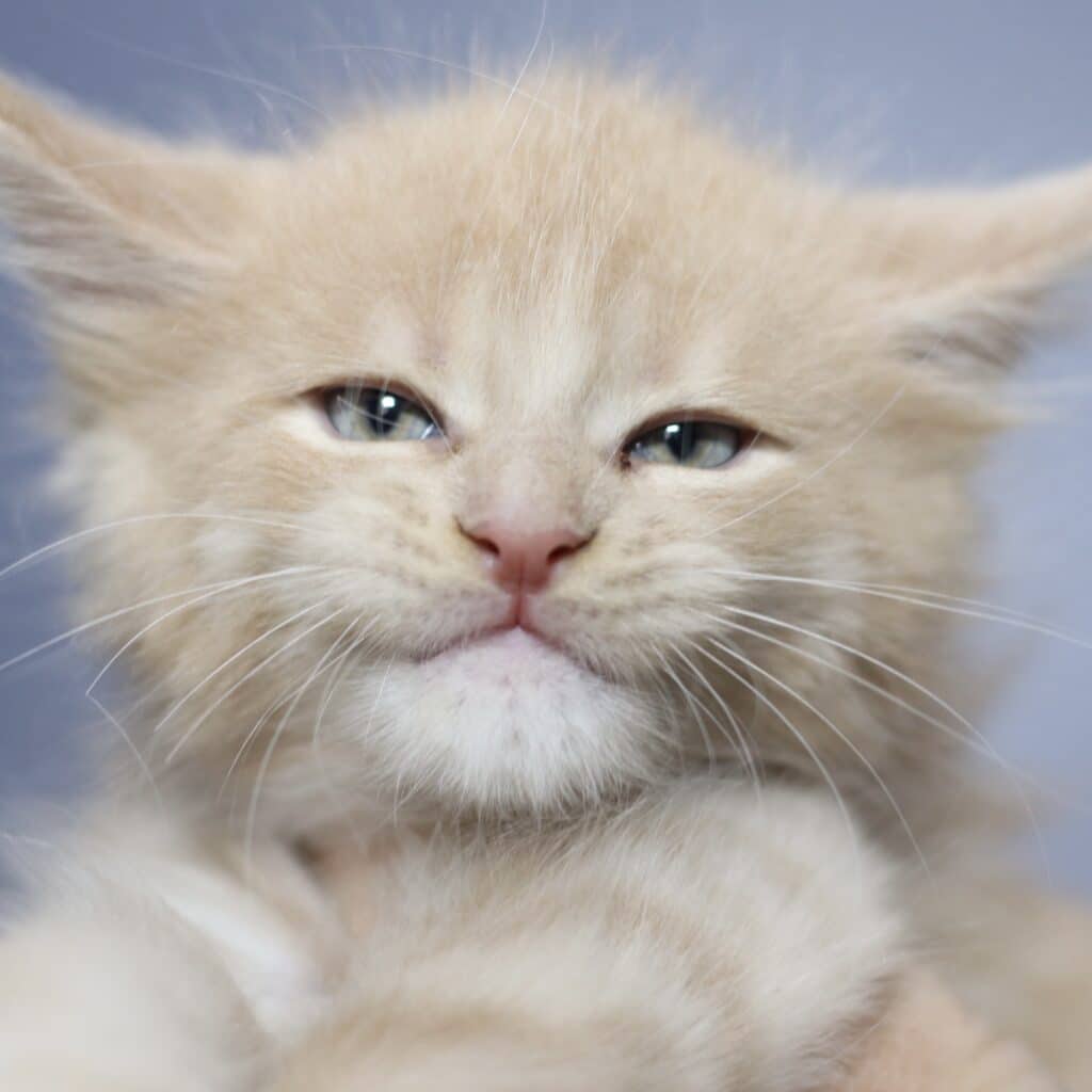 eddie maine coon kitten 7 weeks old