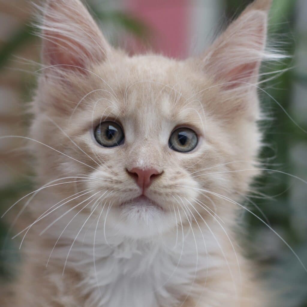 eddie sassy koonz maine coons 9 weeks