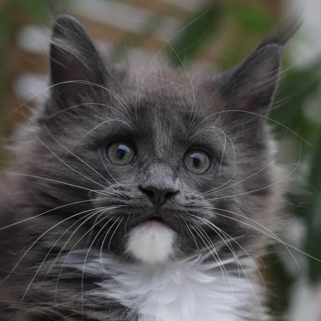 Close-up of a gray maine coon kitten's face with long white whiskers and blue eyes, looking at the camera.