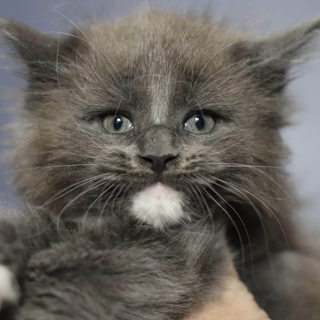 Close-up of a gray Maine Coon cat's face, showing green eyes, long white whiskers, and soft fur.
