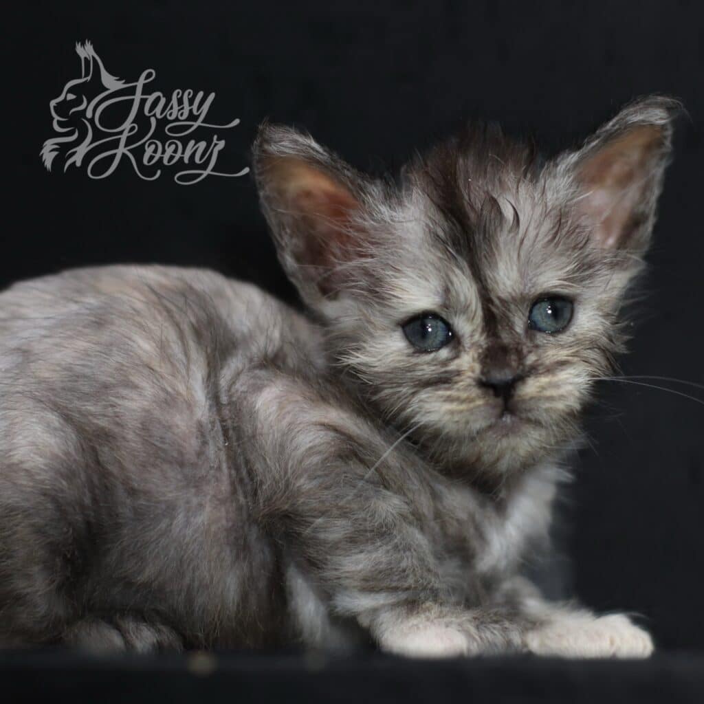cute maine coon kitten with no hair though