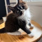 PhantomJPEG โ Sassy Koonz Maine Coon Cattery Curious black-and-white kitten with long whiskers sits on a wooden table by a window, tilting its head toward the camera.